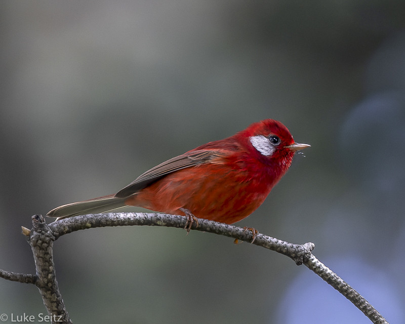 We’ll seek the endemic and well-named Red Warbler…