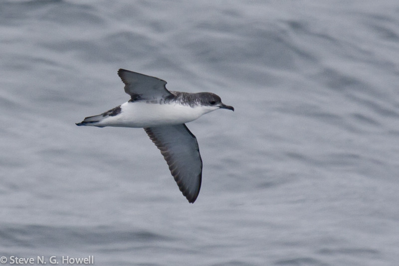 At sea, smaller species should include Subantarctic [Little] Shearwater…