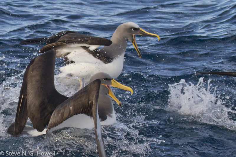 Here squabbling for food with an equally fancy Northern Buller’s Albatross.