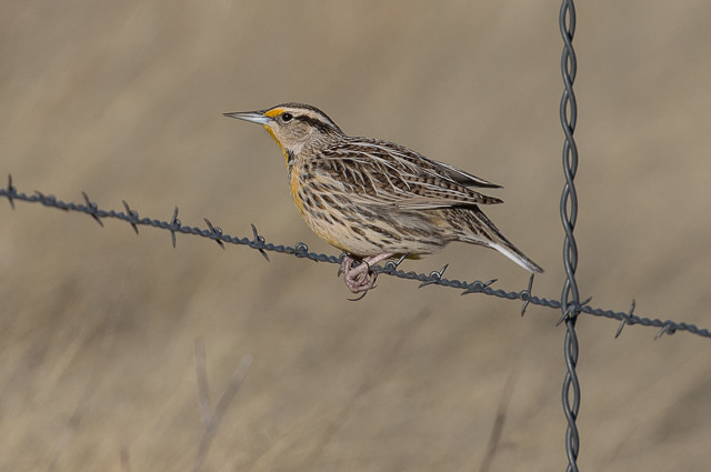 … the recently split Chihuahuan Meadowlark …