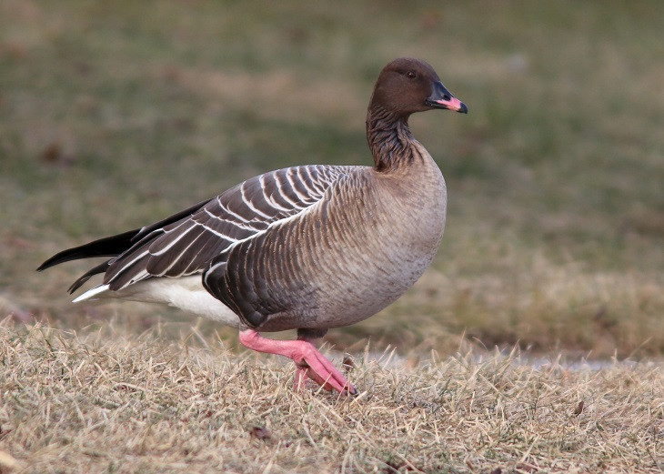 A rare Pink-footed Goose near the town of St. John’s