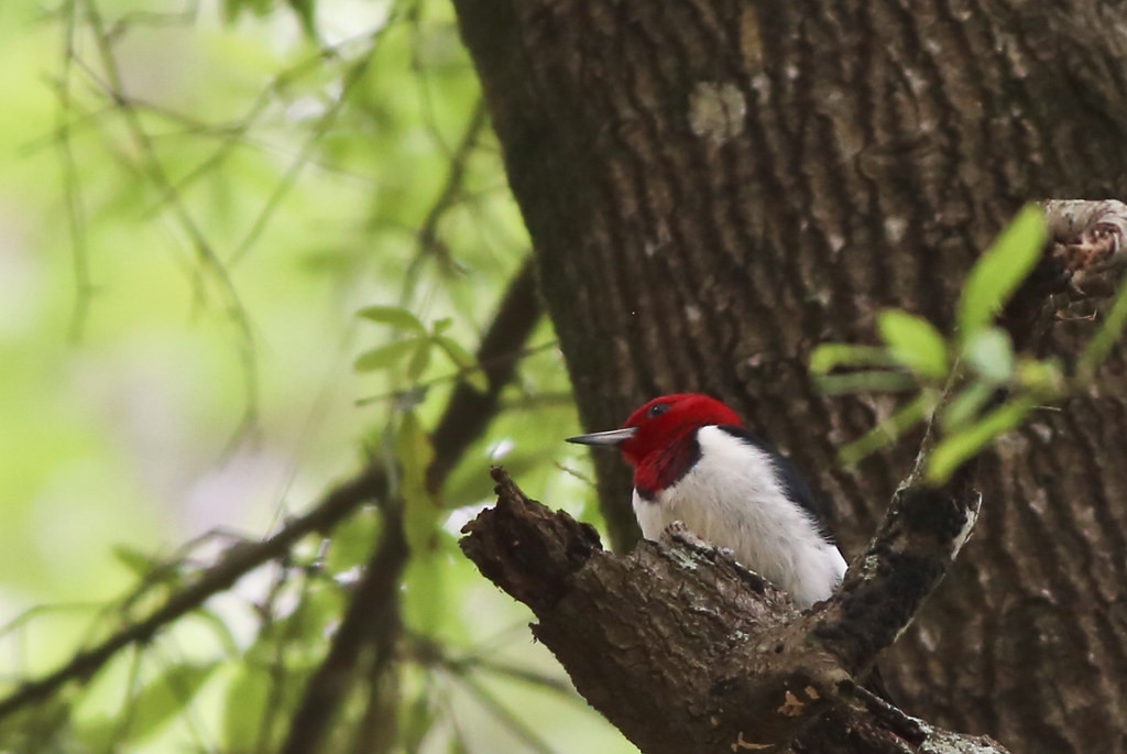 …and interior woodlands with the likes of snappy Red-headed Woodpeckers… 