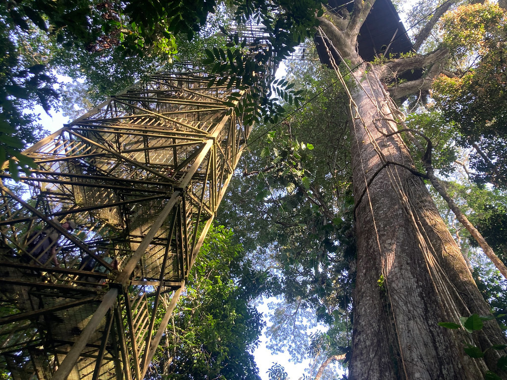 The 200 steps up the canopy tower will give us a bird’s eye view…
