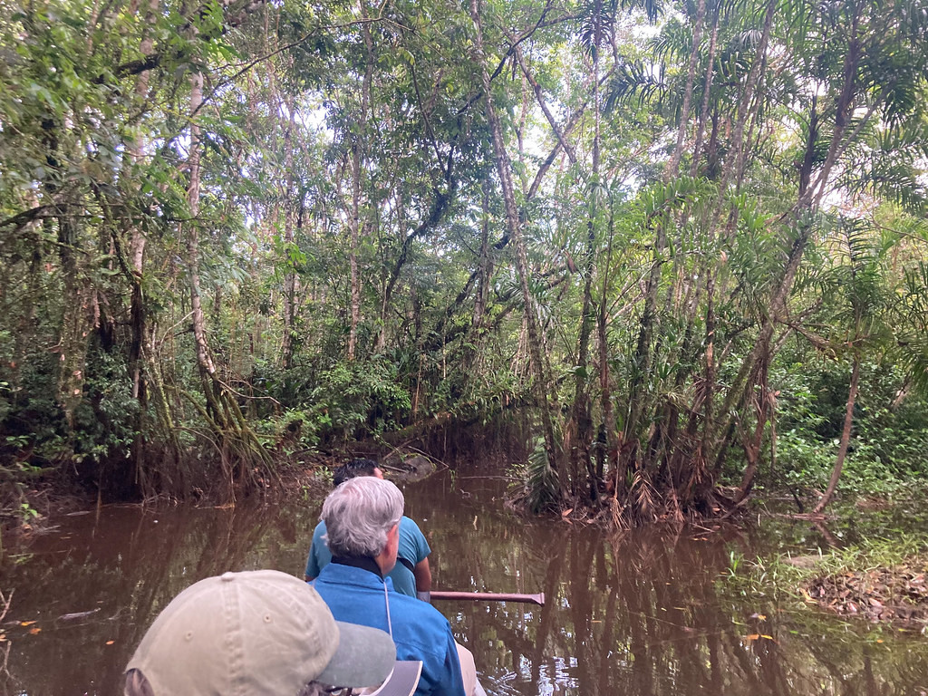 Much of our birding will be done while being paddled around in canoes through the flooded forests along the Rio Napo…
