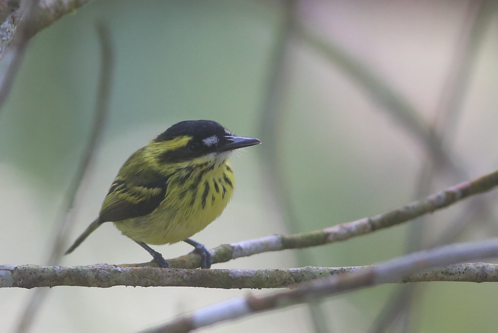 …or a minute Yellow-browed Tody-Flycatcher.