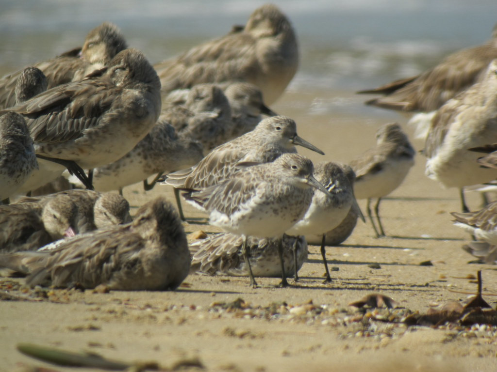 and where the shoreline along the Cairns esplanade supports huge numbers of waders at this time of year, 
