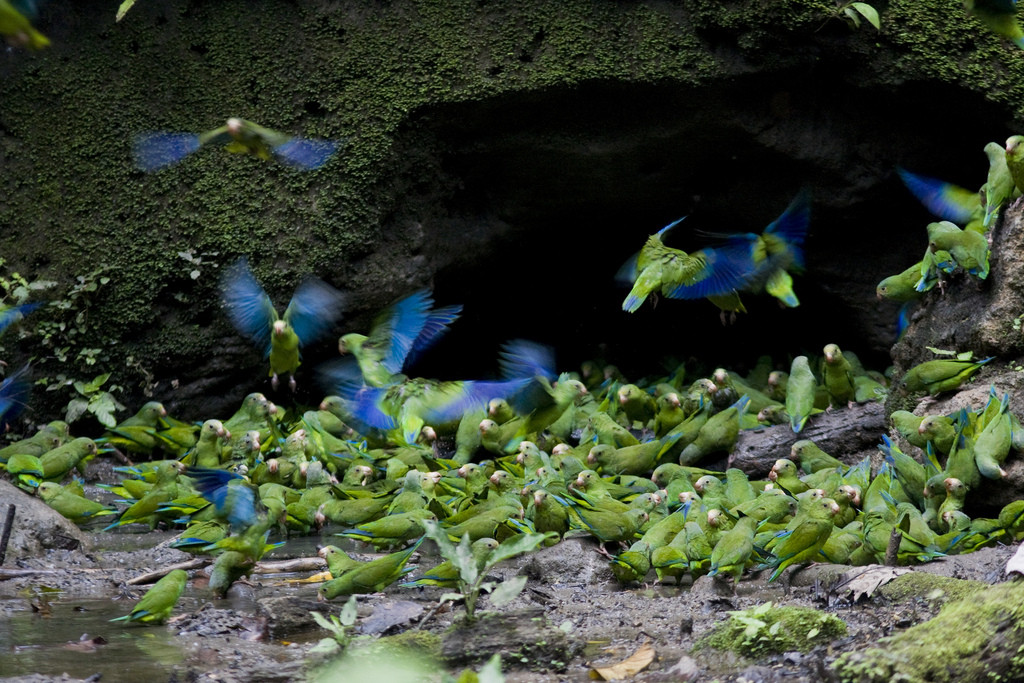 …and the clay licks may be attended by a colorful (and deafening) swarm of parrots including these Cobalt-winged Parakeets. 