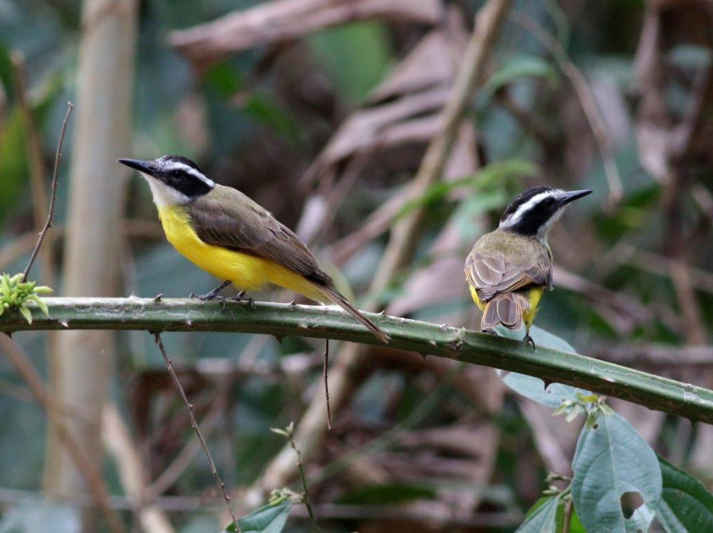 …and active Lesser Kiskadees should be visible.