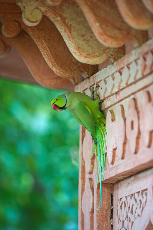 In India, wildlife often exists in harmony with human habitation. Here a Ring-necked Parakeet at a temple…