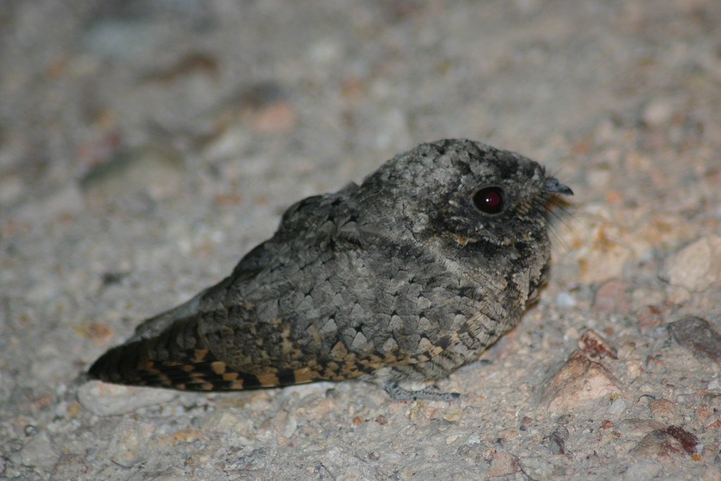 …a host of nightbirds, including the diminutive Common Poorwill…