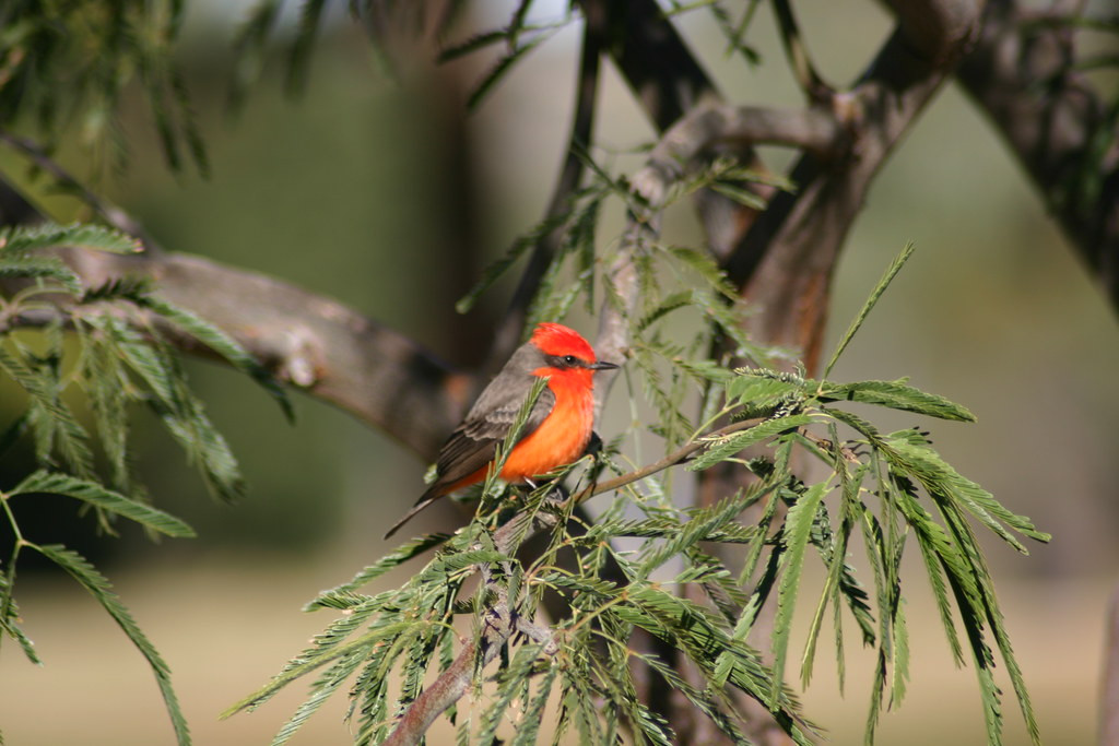 City parks can be rewarding too, with birds like the stunning Vermilion Flycatcher…