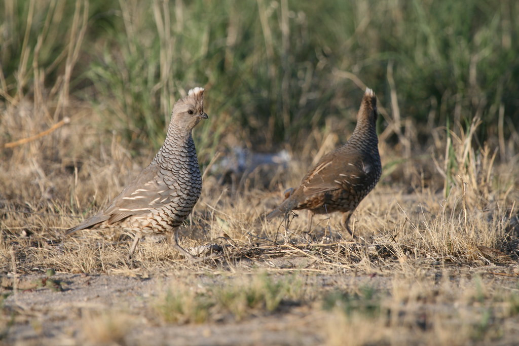 …as well as birds such as Scaled Quail.