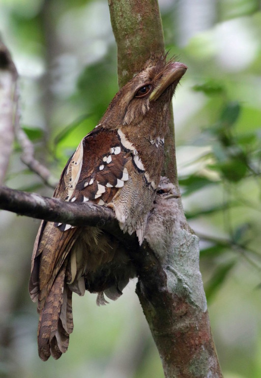 …Philippine Frogmouth…