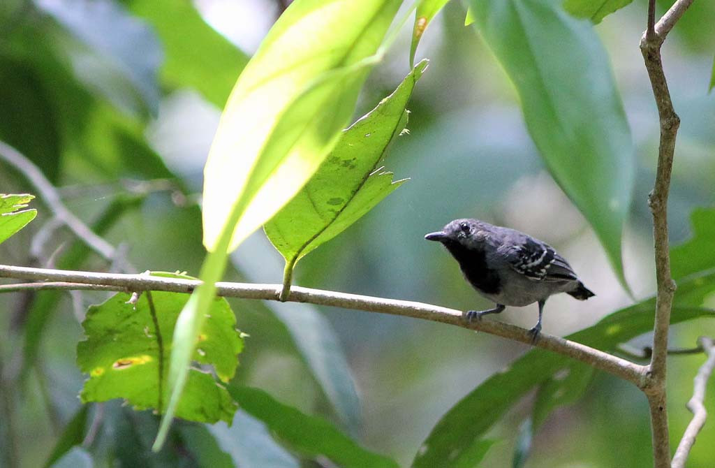 We’ll walk several trails where mixed flocks could include Long-winged Antwren…