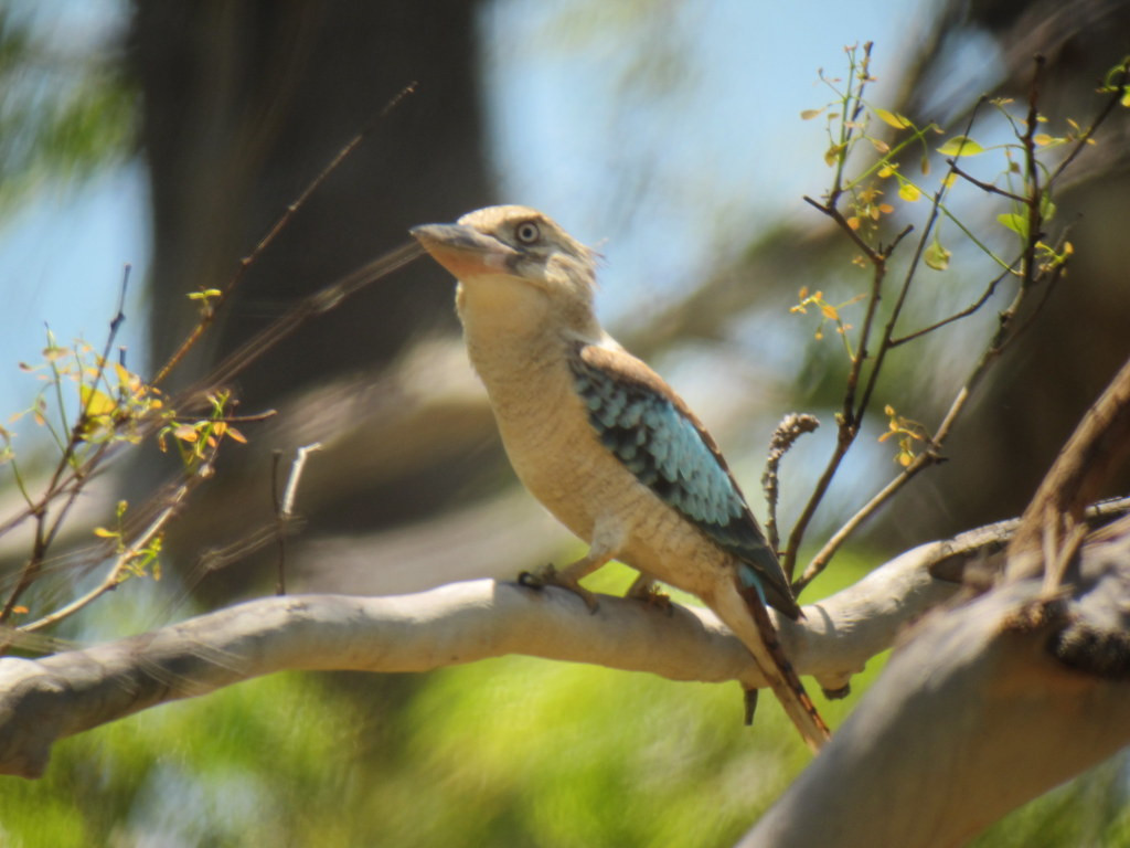 In the drier forests on the north side of the Tablelands we will find hulking Blue-winged Kookaburra,