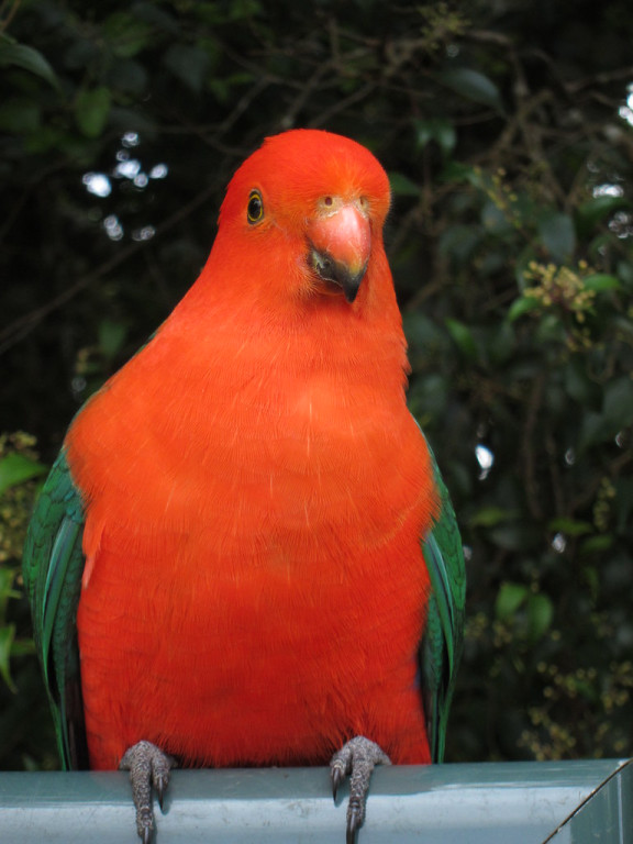approachable (Australian King Parrot),