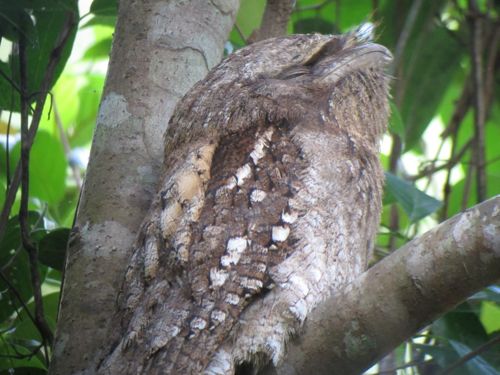 and muppet-like Papuan Frogmouth.