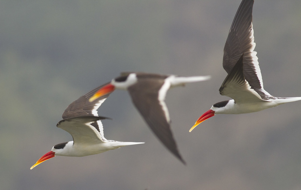 …while elegant Indian Skimmers frequent the bigger rivers. 