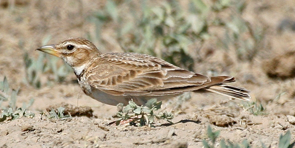 An area full of thousands of larks of various species, including Bimaculated Lark