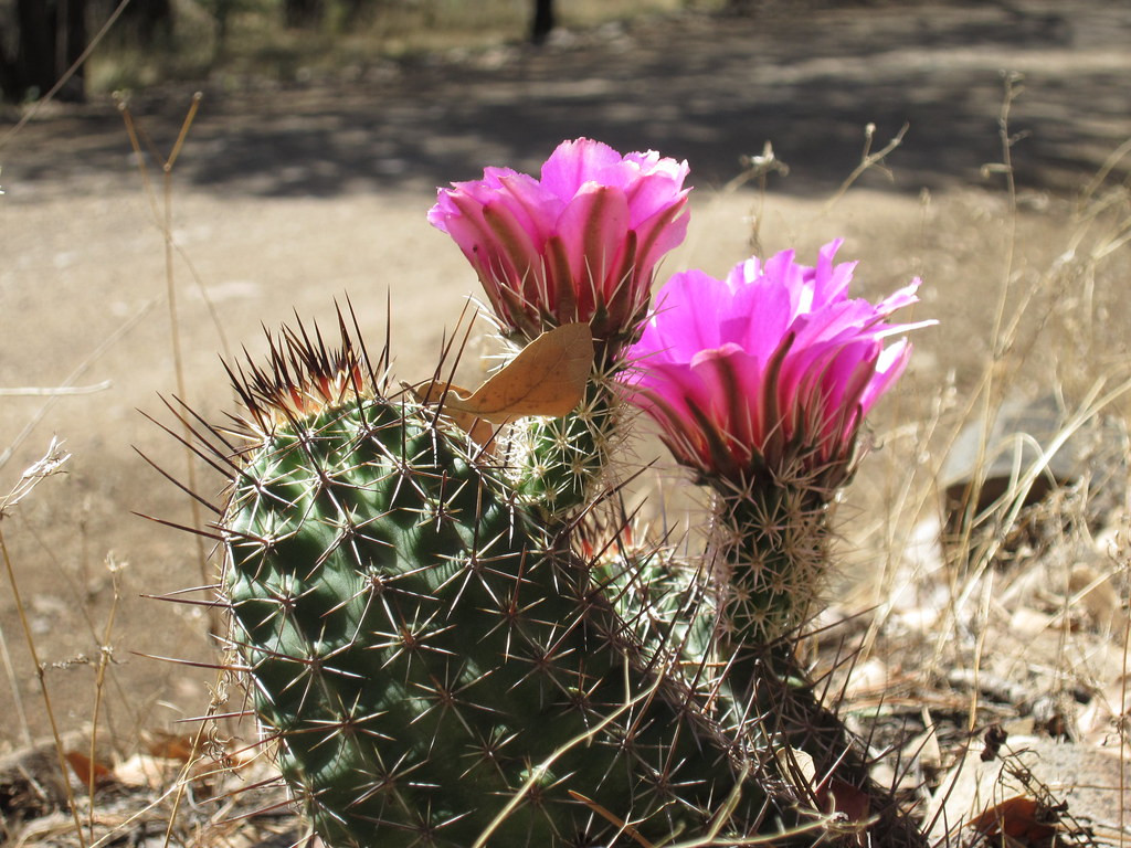 Many of the local cacti species are in full bloom in May…