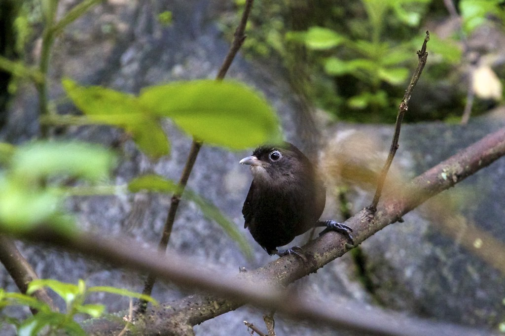…another recent discovery, the charming Sooty Babbler, a bird with a very restricted range