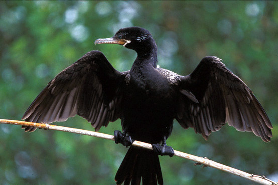 … a sunning Neotropic Cormorant already in breeding plumage …