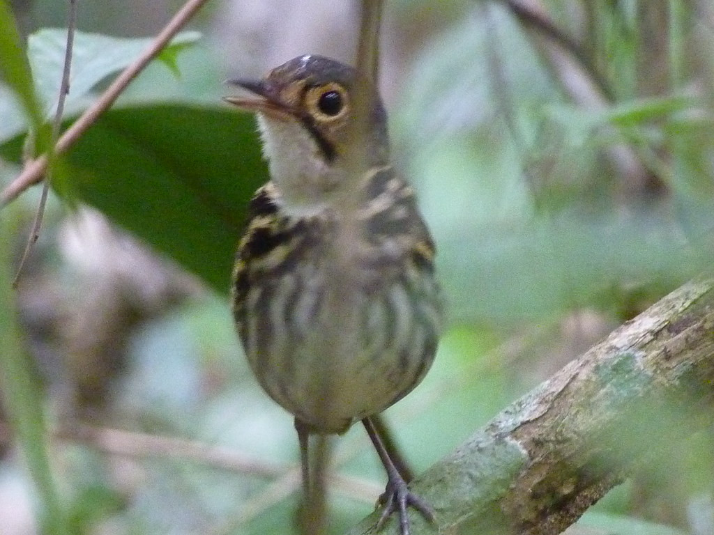 …the vocal but shy Streak-chested Antpitta…
