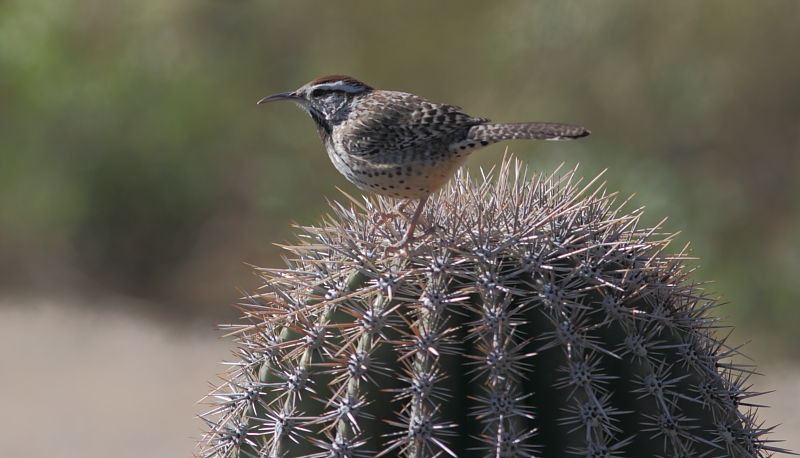 …such as Cactus Wrens…