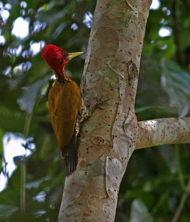There is an amazing diversity of woodpeckers. This Red-headed Flameback is found in Palawan… 