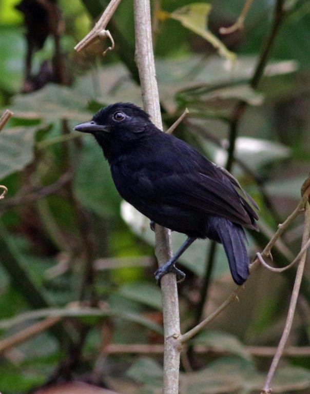 …where we’ll look for range-restricted birds like Black Antshrike… 