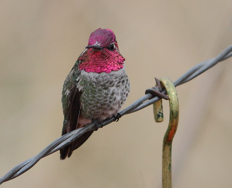 As many as six species of hummingbird winter in Arizona including this carmine male Anna’s…
