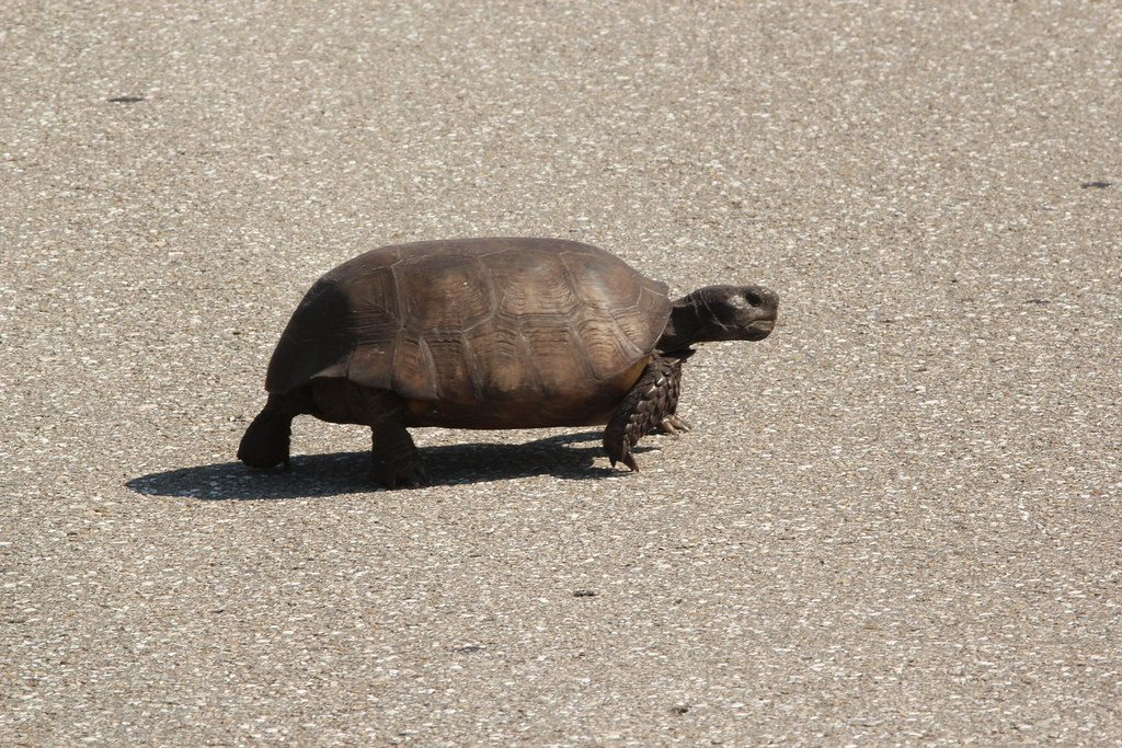 …and if we’re lucky maybe even a Gopher Tortoise or two.