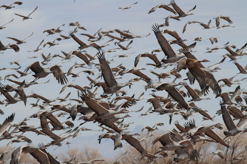 A day spent in the fertile Sulphurs Springs Valley could produce thousands of Sandhill Cranes…