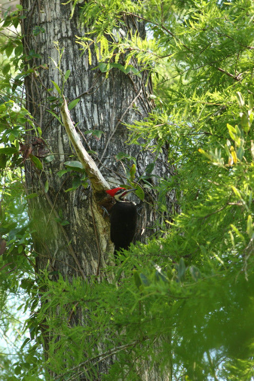 …as are impressive Pileated Woodpeckers…