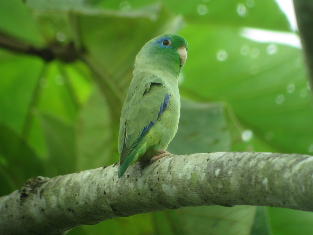 …the cute Spectacled Parrotlet…                        