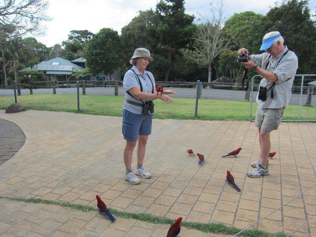 Here the birds are amazingly tame,               