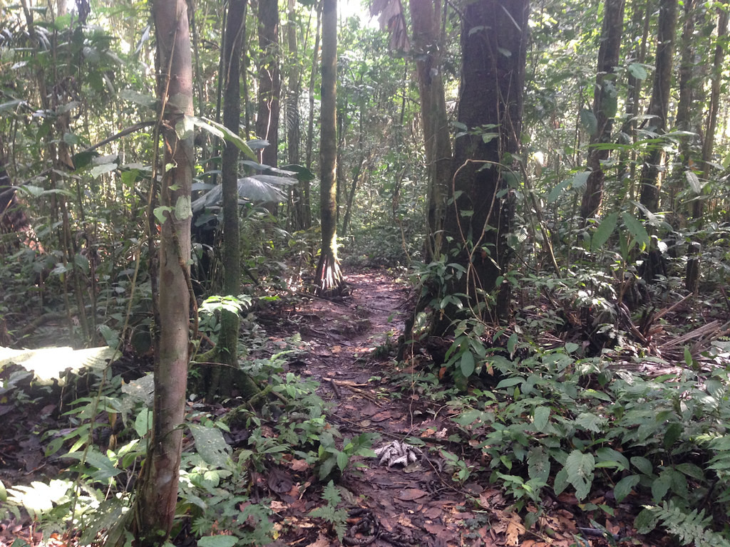 Numerous forest trails provide access to interior of the primary rainforest.