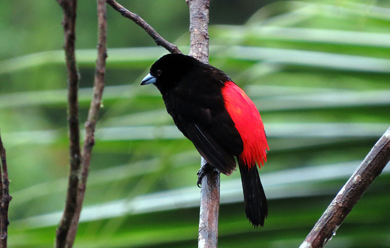 …where Passerini’s Tanager is a stunning though common sight…