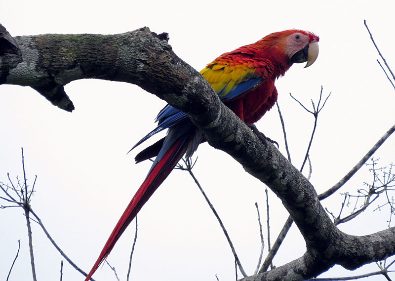…and this is one of the best regions in the country to see Scarlet Macaws.                               