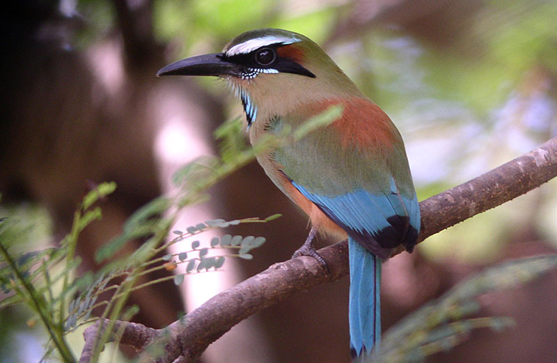 …while in the drier areas oo the Pacific side of the country we have a good chance of seeing Turquoise-browed Motmot.         