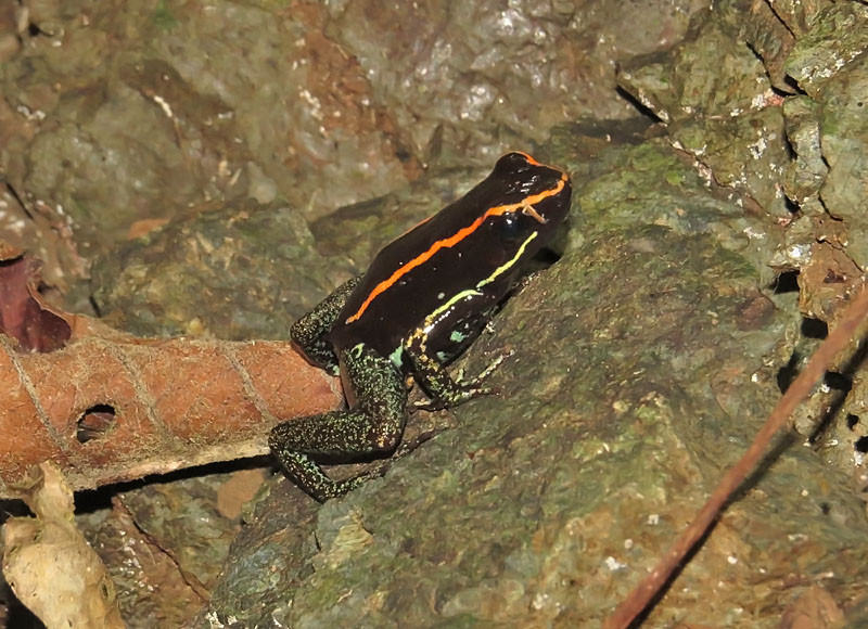 …such as this Gulfo Dulce Poison Frog…                               