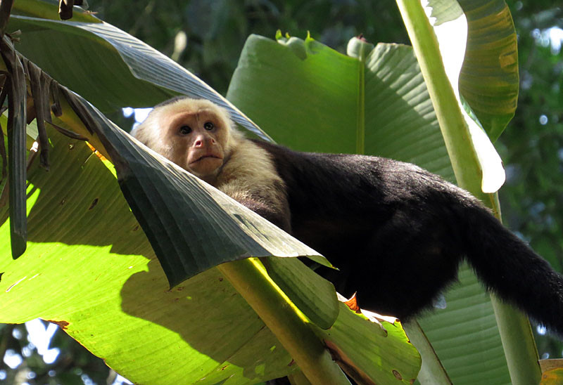 A White-faced Capuchin is always part of a complete natural history experience in Costa Rica…                               