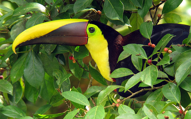 …the popular Yellow-throated Toucan is widespread in middle elevations as well as lowlands on both slopes…                            