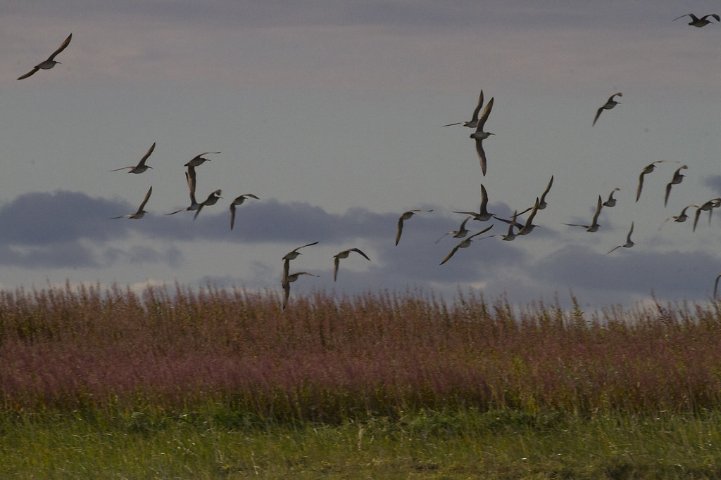 …and Whimbrel generally are flocking in large numbers along the coast.