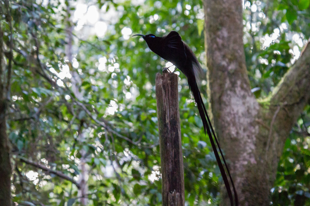 …and nearby a Black Sicklebill, just about to go into his dance routine…