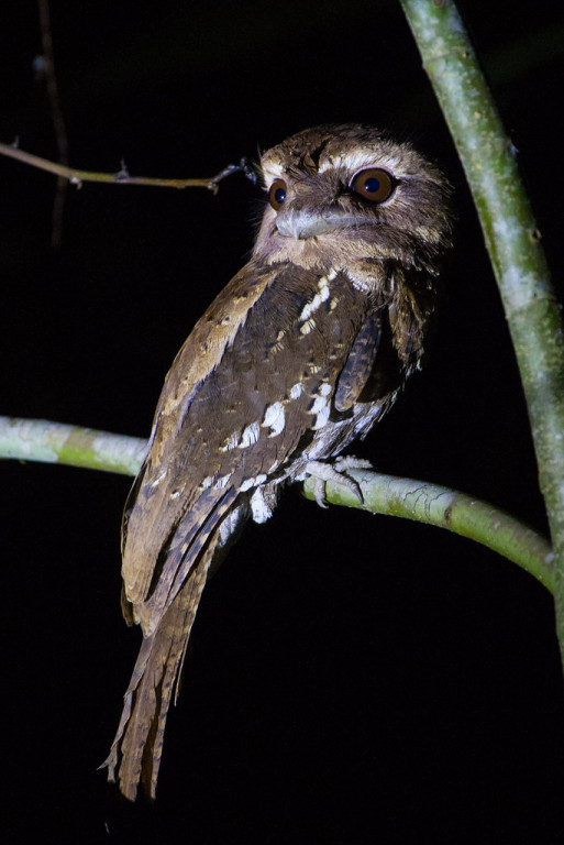 …the more widespread Marbled Frogmouth…