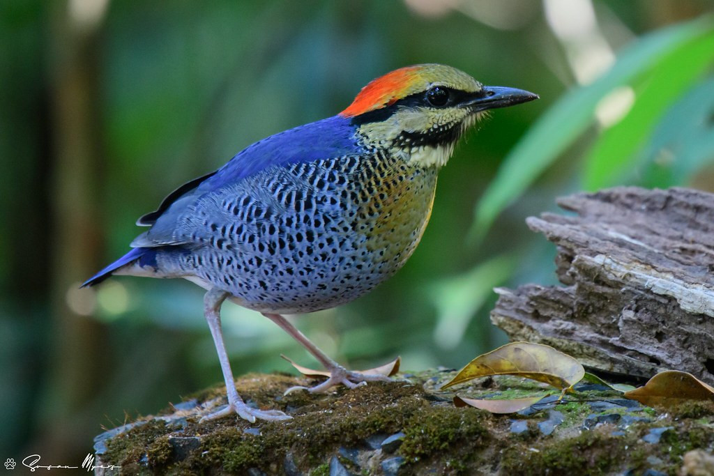 This Blue Pitta is one of three possible pittas on this tour and always a big hit!