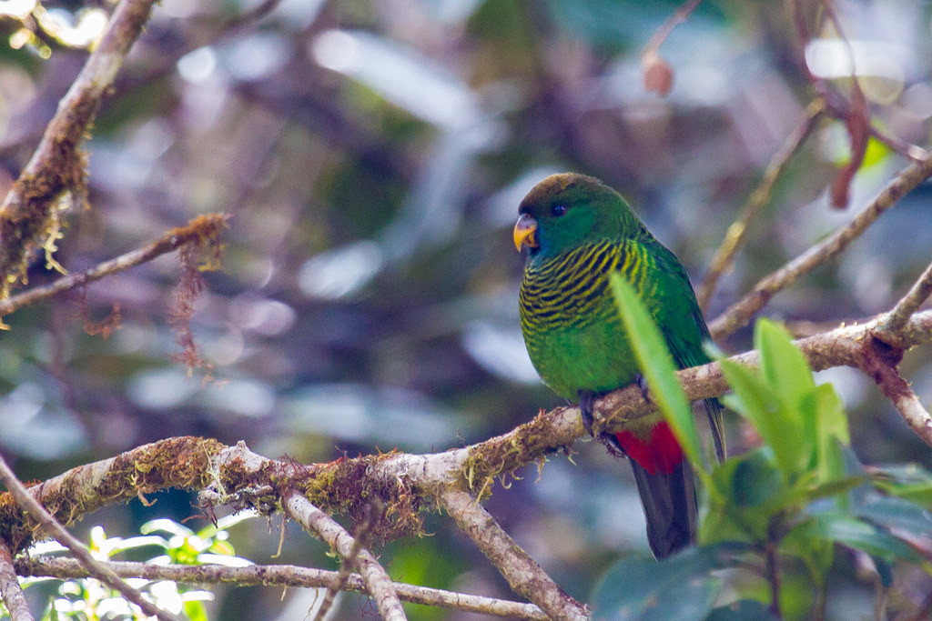 …and this Painted Tiger Parrot