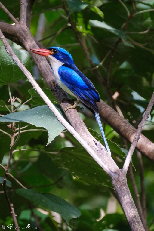 …the widespread, but nevertheless splendid, Common Paradise Kingfisher…
