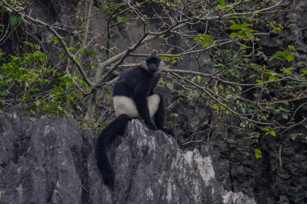the rare and beautiful Delacour’s Langur